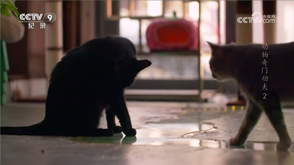 WebView电视TV版截图3